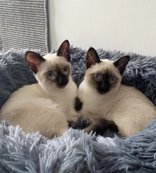 Momo und Mochi